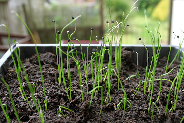 The Victory Garden - Young Leek seedlings looking like grass in the seed try