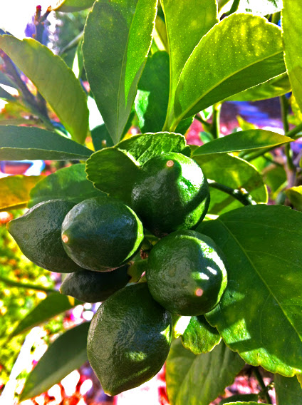 Meyer Lemon Early Growth