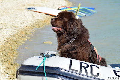  PHOTO TERRE-NEUVE JEAGGER PHOTOGRAPHE JD AMET Chien sauveteur à l'eau