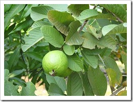 guava_fruit1