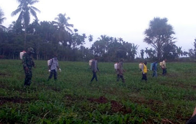 Babinsa Koramil 24/Lembah Seulawah Dampingi Penyemprotan Tanaman Jagung