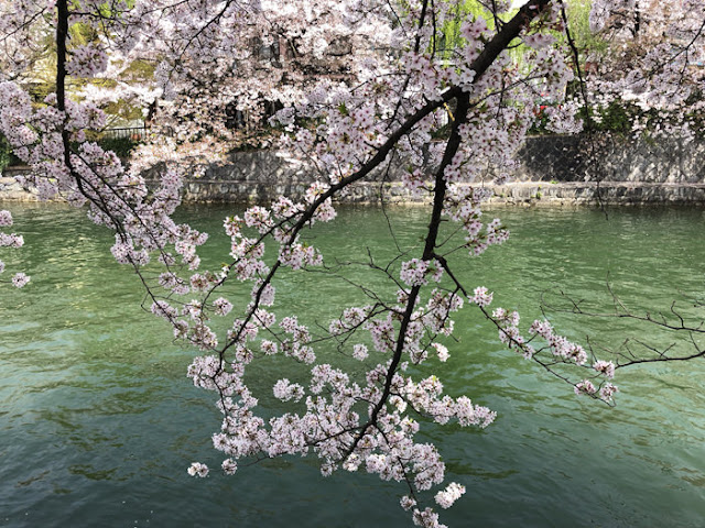 疏水の桜