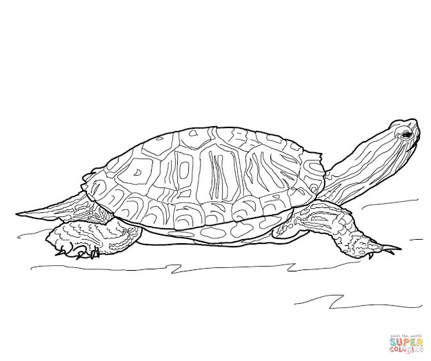 Red Eared Slider Turtle