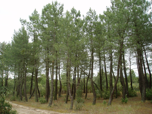 PINOS RESINEROS: Pinus pinaster