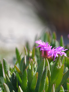 beach flower