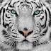 Inspiração Animal : Tigre 