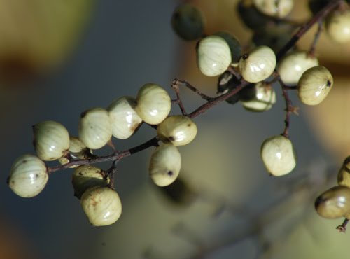 poison sumac rash photos. what does poison sumac rash