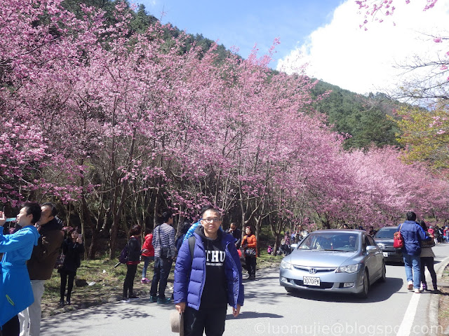 Wuling Farm cherry blossoms