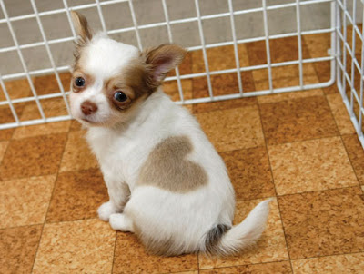 Chihuahua with love-heart pattern