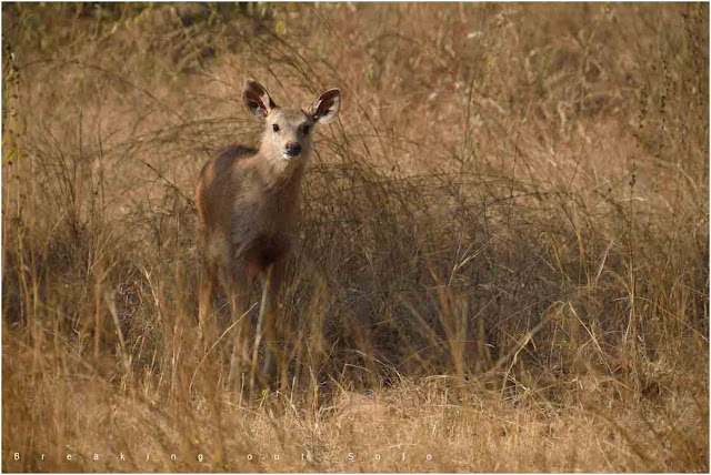 Panna reserve forest