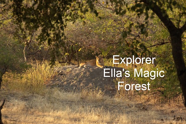 Explorer Ella's Magic Forest