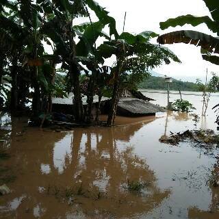 Banjir Rendam 1000 Hektar Sawah di Kabupaten Pringsewu