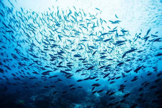 Fish Population Management