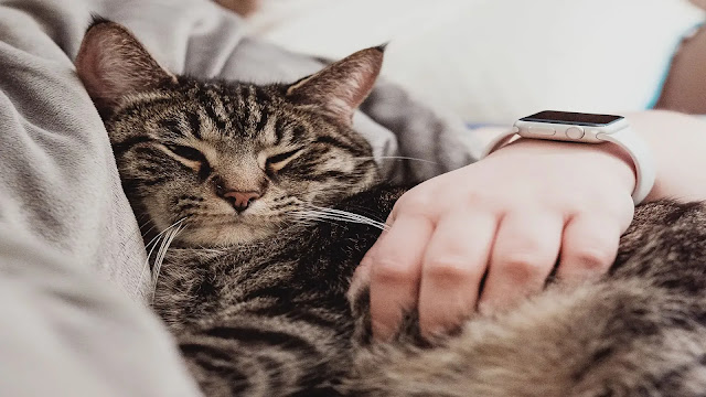 Cat Headbutt