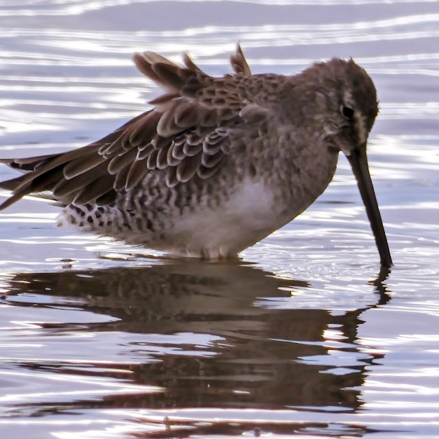 Yellowlegs Dowitcher Elk Grove Sacramento California Cosumnes River Preserve Bird Watching Fall Migration