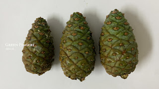 Pine cone from 600-year-old pine tree, Jeongipumsong