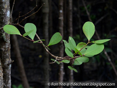 Perepat (Sonneratia alba)