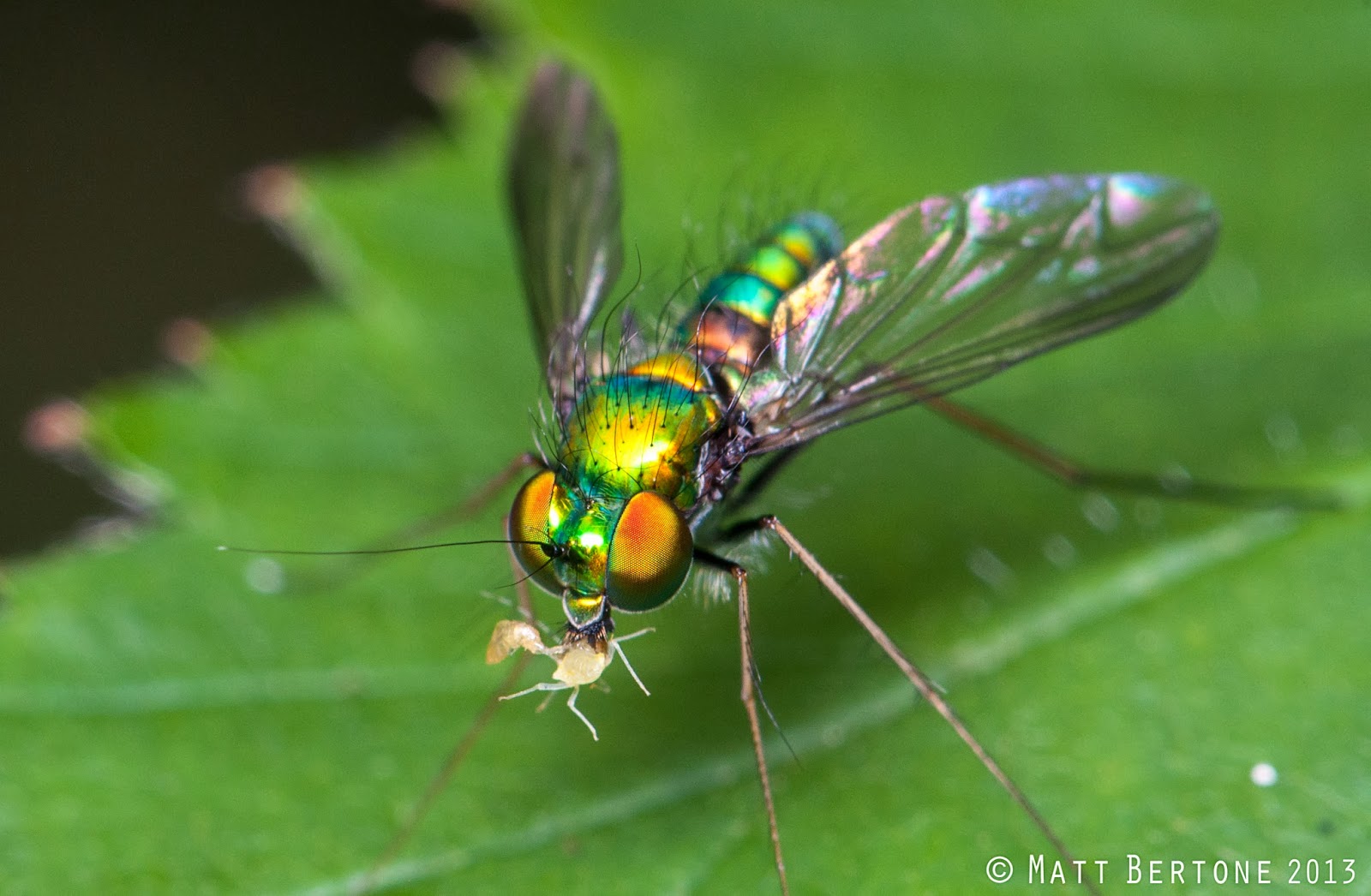 NCSU PDIC Some Insects  Arthropods  You Should Be Thankful For