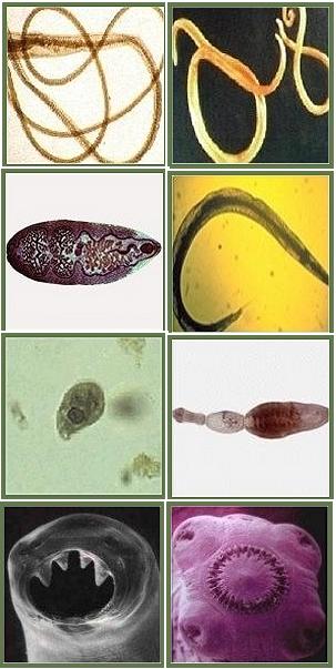intestinal worms in humans. “In fact, parasites have