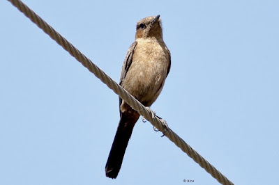 Brown Rock Chat -
