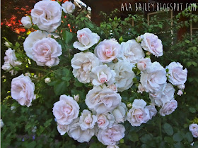 Beautiful white roses growing in Vancouver