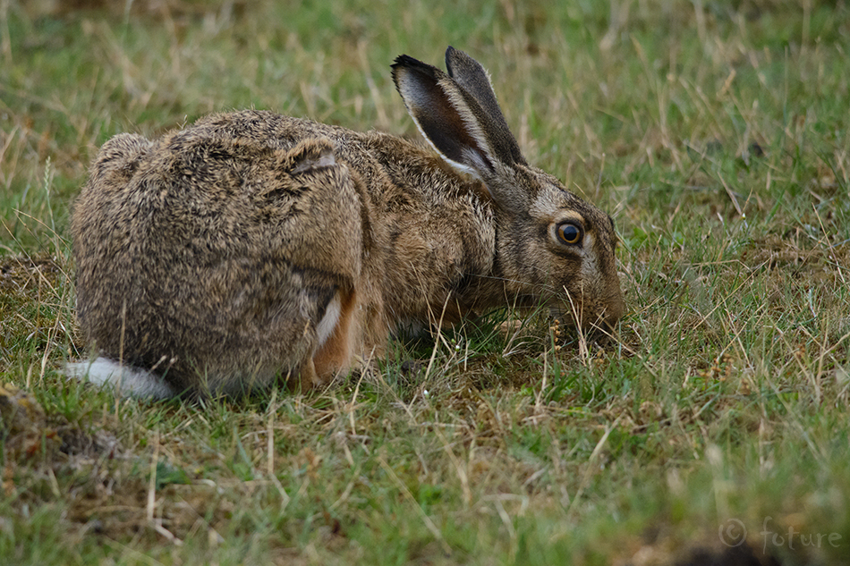 Halljänes, Lepus europaeus, European hare, rabbit, jänes, Ottenby Nature Reserve