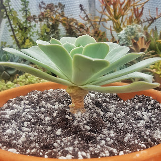 Freshly potted succulent