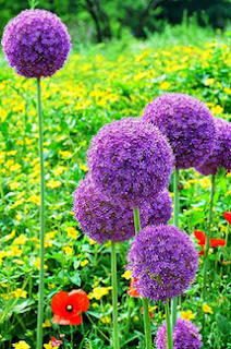 www.banggood.com/25pcs-Allium-Giganteum-Seeds-Purple-Plant-DIY-Home-Garden-p-940528.html?utm_source=sns&utm_medium=redid&utm_campaign=recenzije11&utm_content=chelsea