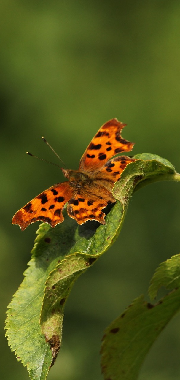 A comma butterfly on a leaf.