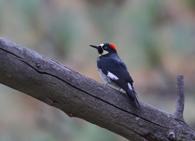 Acorn Woodpecker