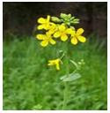 Mustard plant picture