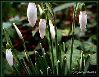 snowdrop