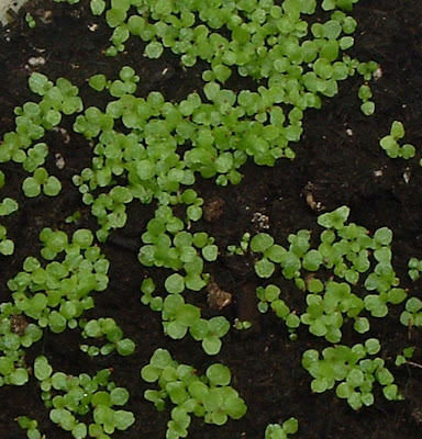 [Photo: Lobelia erinus 'Sapphire Pendula' seedling.]