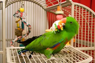 Exotic birds playing with interactive toys and activities