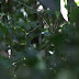 Hairy-crested Antbird, Rhegmatorhina melanosticta