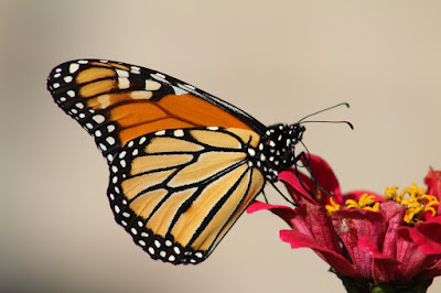 A butterfly perching on a flower