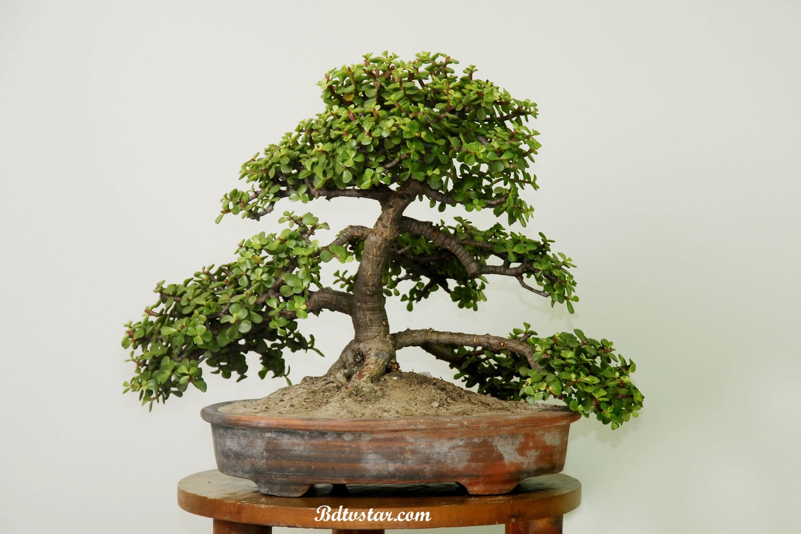 bonsai tree photos