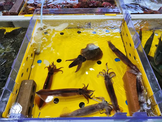 수족관에서-헤엄치는-오징어