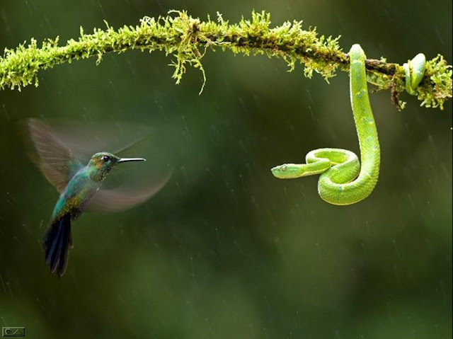 Birds and Animals - Awesome Photographs Part II...