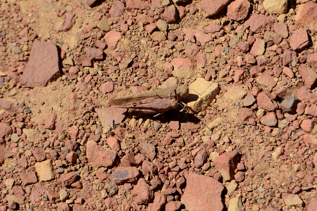 a pair of grasshoppers on the road