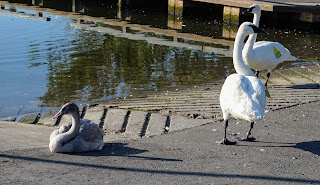 Swans at the boat launch in Bluffers Park