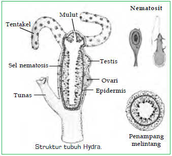  Klasifikasi  dan  Peranan Coelenterata  Kelas Hydrozoa 
