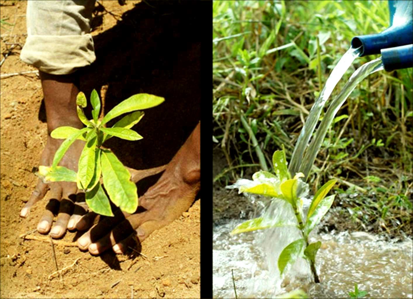 Incredible Pictures Of 20-Year Reforestation Project Of More Than 2.7 Million Trees