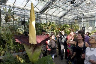 ดอกไม้ยักษ์กลิ่นศพ บานในรอบ75ปี Smelly corpse flower blooms