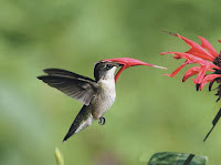 Flowers For Humming Birds