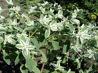 Euphorbia marginata - Euphorbe à feuilles marginées - Euphorbe panachée 