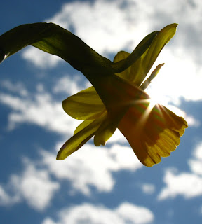 Narcissus Påsklilja
