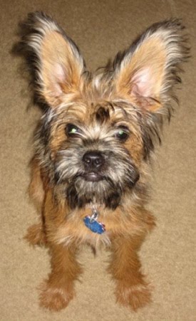 Pictures of Brussels Griffon