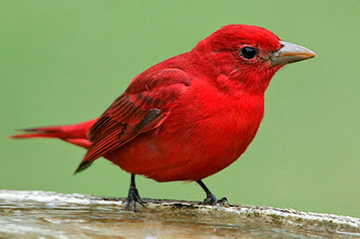 Aves de El Salvador