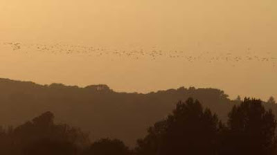 A flock of birds over Wytham